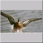 Anas platyrhynchos - Stockente 25.jpg